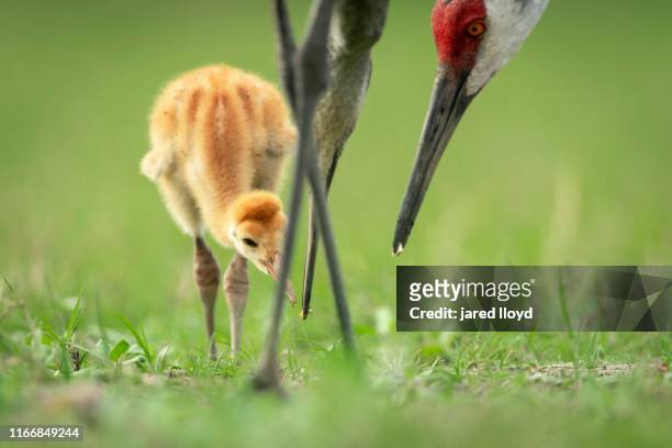 sandhill crane family feeding newborn chick - grupo pequeño de animales fotografías e imágenes de stock