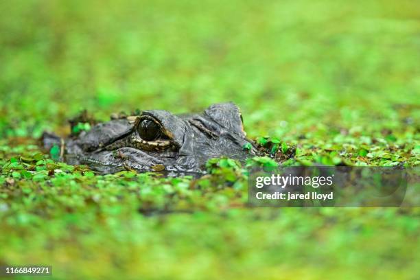 alligator hiding beneath a mat of duckweed - kroos stockfoto's en -beelden