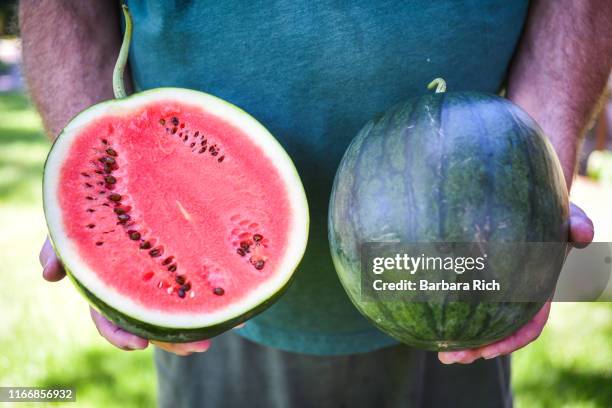 hands holding a sugar baby watermelon half and a whole watermelon fresh from the garden - half complete stock pictures, royalty-free photos & images