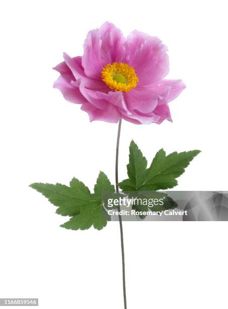 pink japanese anemone flower with two leaves on white. - single flower stock pictures, royalty-free photos & images