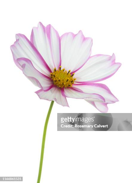 white cosmos flower with bright pink edged petals, on white. - plant stem stock pictures, royalty-free photos & images