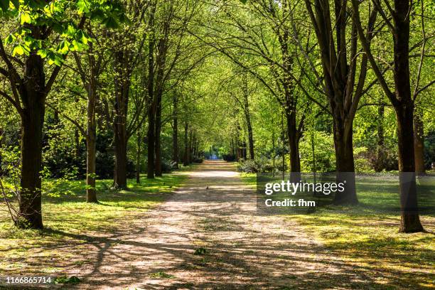 footpath in the tiergarten public park (tiergarten/ berlin/ germany) - the tiergarten stock pictures, royalty-free photos & images