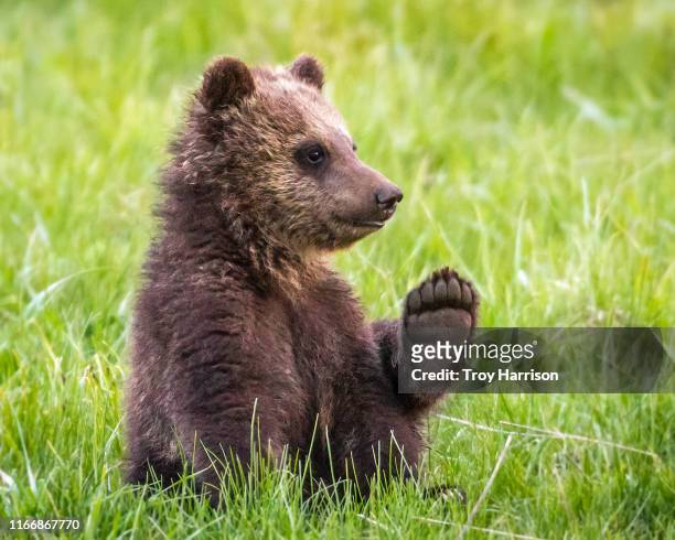 this is my paw - bear cub fotografías e imágenes de stock