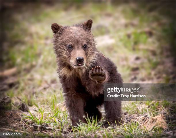 stop - bear cub fotografías e imágenes de stock