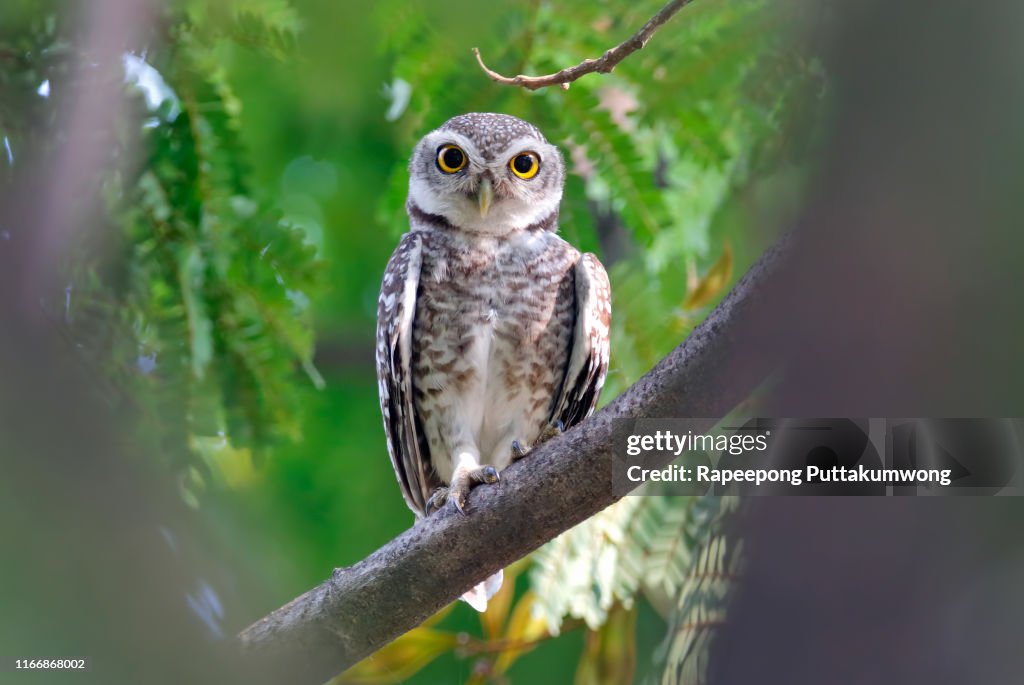 Spotted owlet Athene brama Beautiful Birds of Thailand perching on the tree