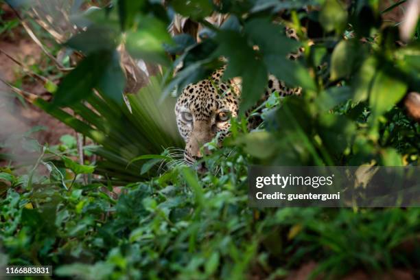 léopard africain (panthera pardus pardus) se cachant dans un buisson - fauve photos et images de collection