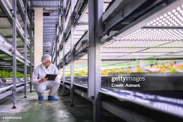 precision agriculturalist monitoring growth of indoor crops - i was turning into a vegetable stock pictures, royalty-free photos & images