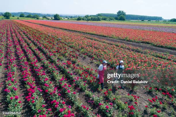 Many Roses Feild 6,201 Field Of Roses Stock Photos, High-Res Pictures, and Images ...
