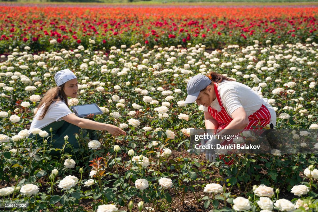 Aktive Senioren, die mit der jüngeren Generation in den Rosenfeldern arbeiten. Die Fülle der dekorativen Rose ist in ihrem Höhepunkt.