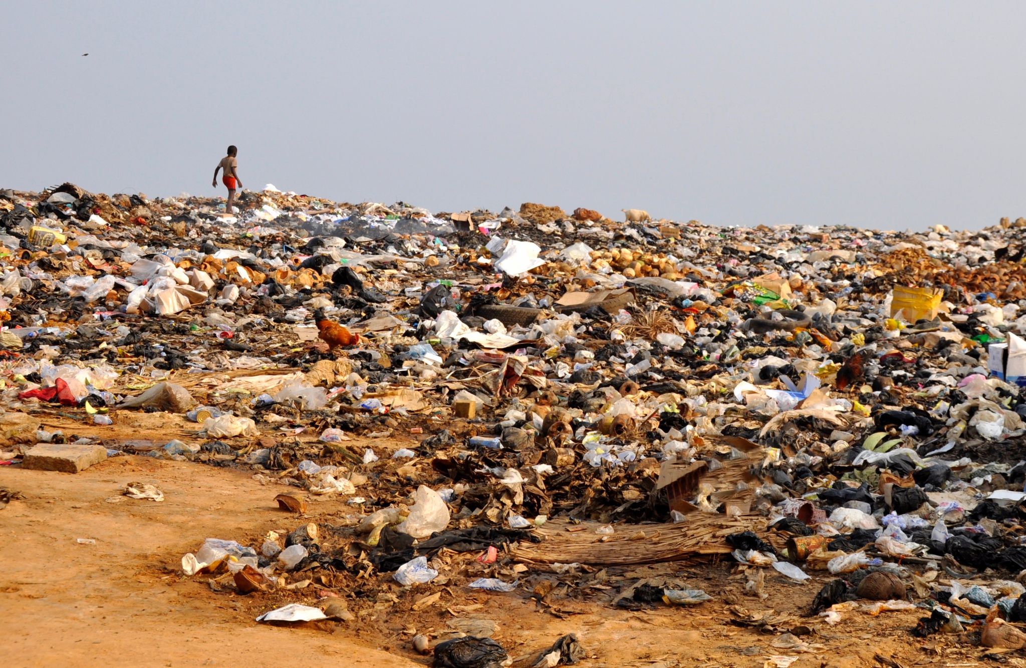 pet waste pollution
