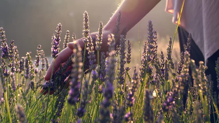 https://media.gettyimages.com/id/1166973046/video/gardener-caring-for-blooming-lavender-soft-touch.jpg?b=1&s=640x640&k=20&c=NbE3EO4sGHCgwHPbmxYBRdg1gm2i9q0FMlL254-whGs=