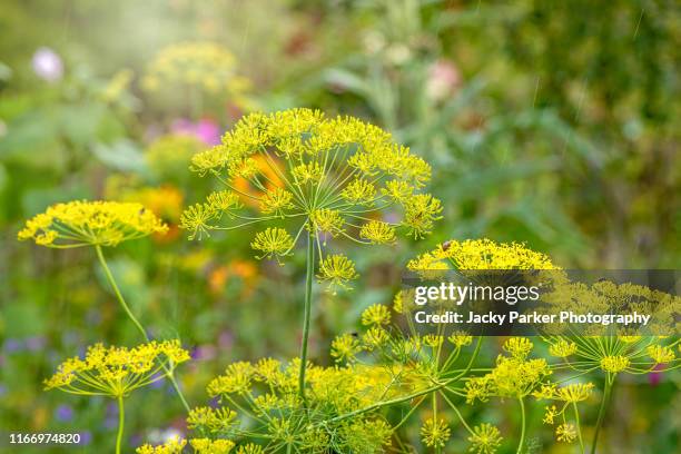 beautiful and colourful yellow fennel flowers - foeniculum vulgare in a wildflower meadow in the soft summer sunshine - wild fennel stock pictures, royalty-free photos & images