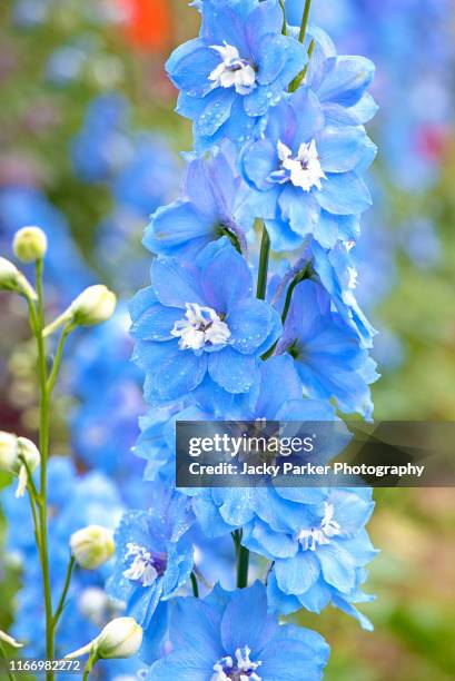 close-up image of the beautiful summer flowering pale blue delphinium tall flowers in soft sunshine - riddarsporresläktet bildbanksfoton och bilder