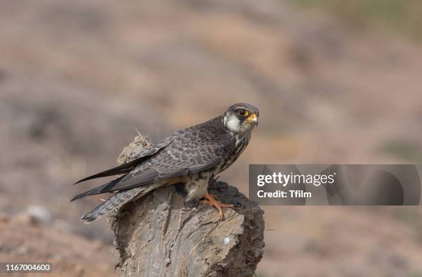 amur falcon ( falco amurensis) in a field - falcon stock pictures, royalty-free photos & images