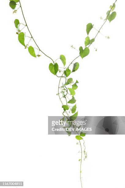 heart shaped green leaves against white background - tendril fotografías e imágenes de stock