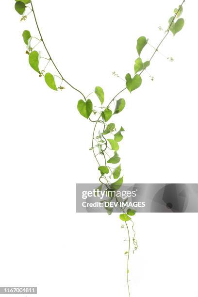 heart shaped green leaves against white background - klimplant stockfoto's en -beelden