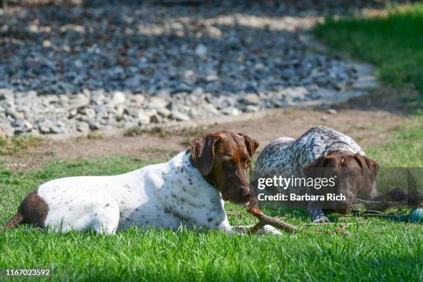 two german short-haired dogs sharing time chewing on sticks - german shorthaired pointer stock pictures, royalty-free photos & images