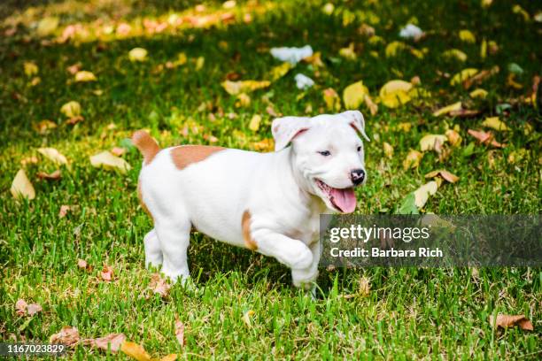 close up of pit bull terrier puppy standing in grass with one paw up - pit bull terrier fotografías e imágenes de stock