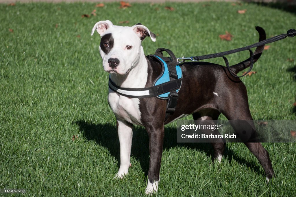 Black and White Pit Bull dog with black patch over one eye standing for portrait on harness