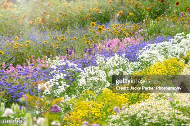 a beautiful english cottage garden with vibrant coloured flowers in the soft summer sunshine - chrysanthemum parthenium stock pictures, royalty-free photos & images