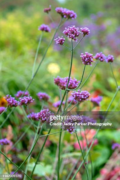 close-up image of the beautiful purple, summer flowers of verbena bonariensis also known as purple vervain, purple-top or south american vervain - vervain stock pictures, royalty-free photos & images