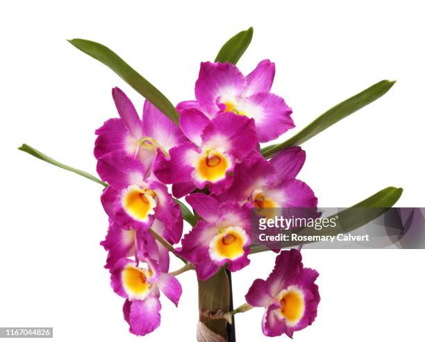 dendrobium orchid in flower with leaves, on white. - fuchsia orchids stock pictures, royalty-free photos & images