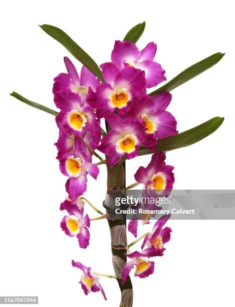 dendrobium nobile orchid plant with flowers, on white. - orchid dendrobium single stem foto e immagini stock