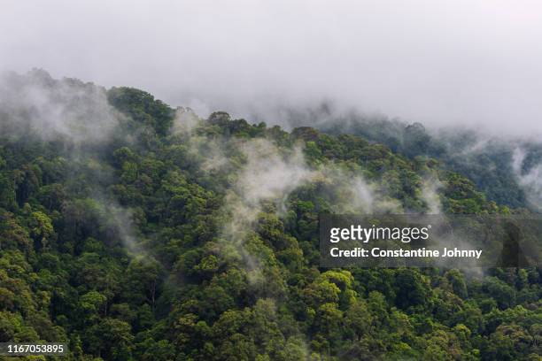 misty green borneo rainforest - 婆羅洲島 個照片及圖片檔