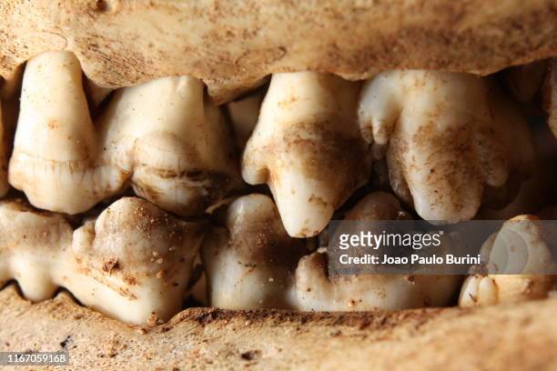 animal skull teeth - esqueleto animal foto e immagini stock