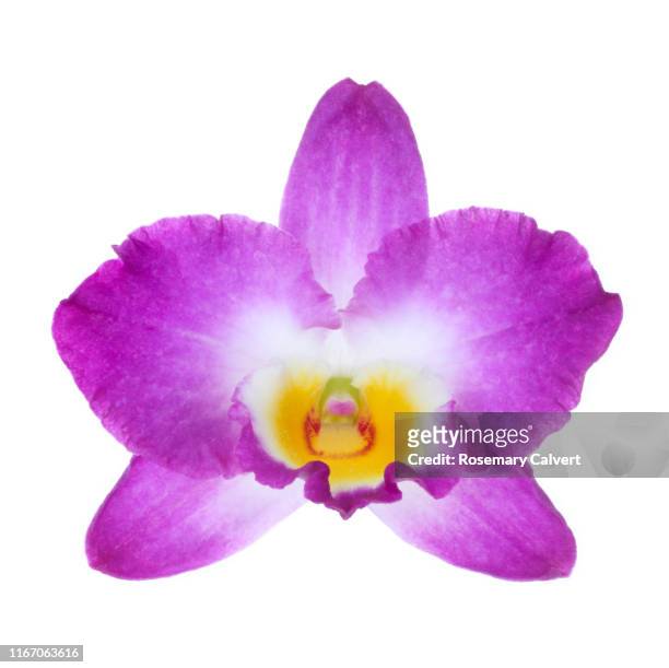single magenta dendrobium orchid on white square. - fuchsia orchids stock pictures, royalty-free photos & images