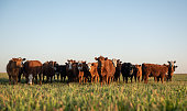 Herd of steers looking at camera
