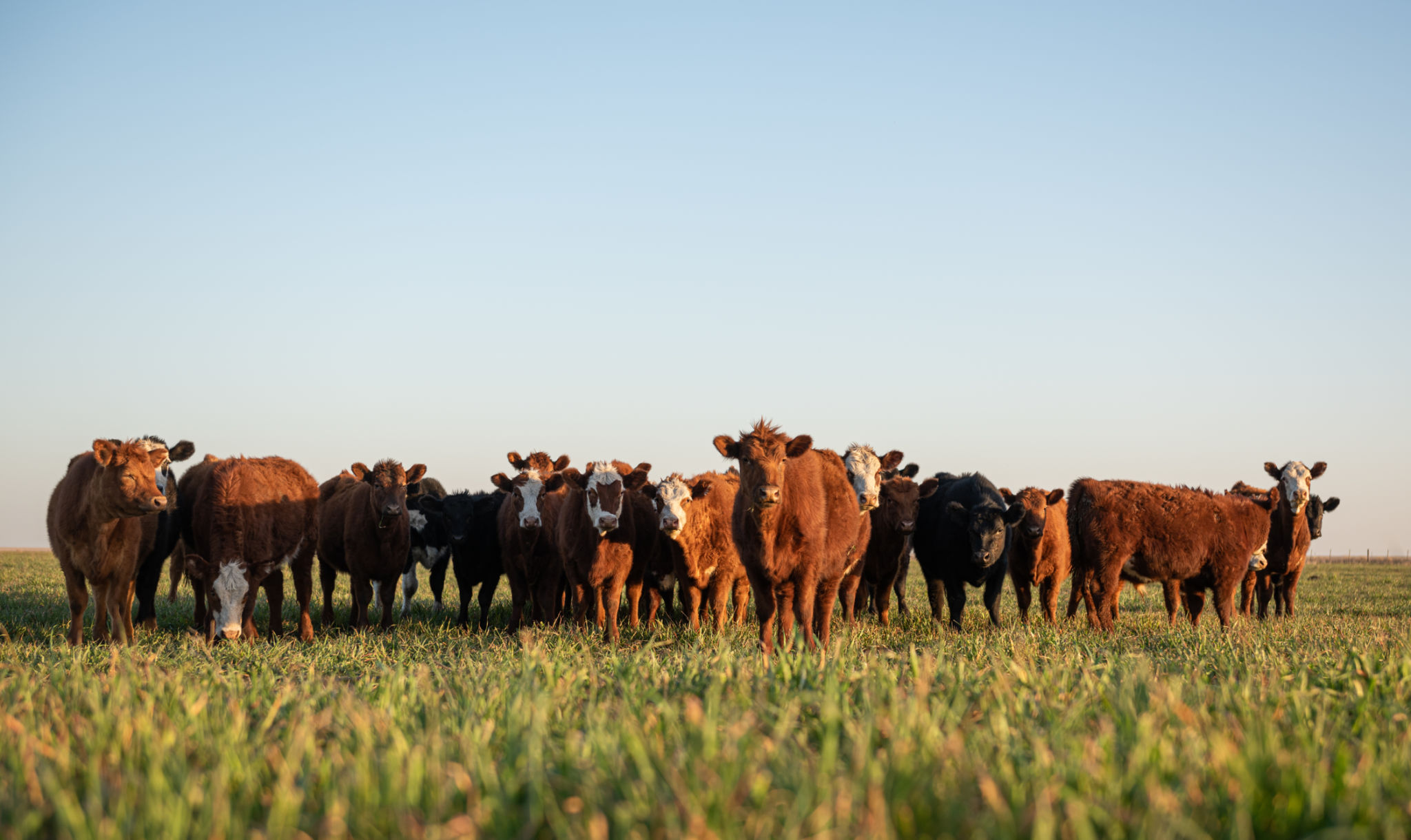 cattle barn