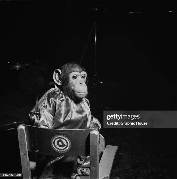 Chimpanzee in costume at a benefit performance of the Ringling Brothers Barnum and Bailey Circus in New York City, 31st March 1954.