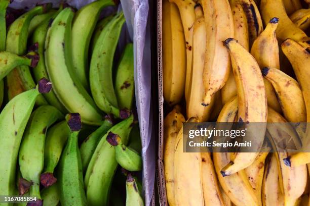 green and yellow plantains - banana plantain stock pictures, royalty-free photos & images