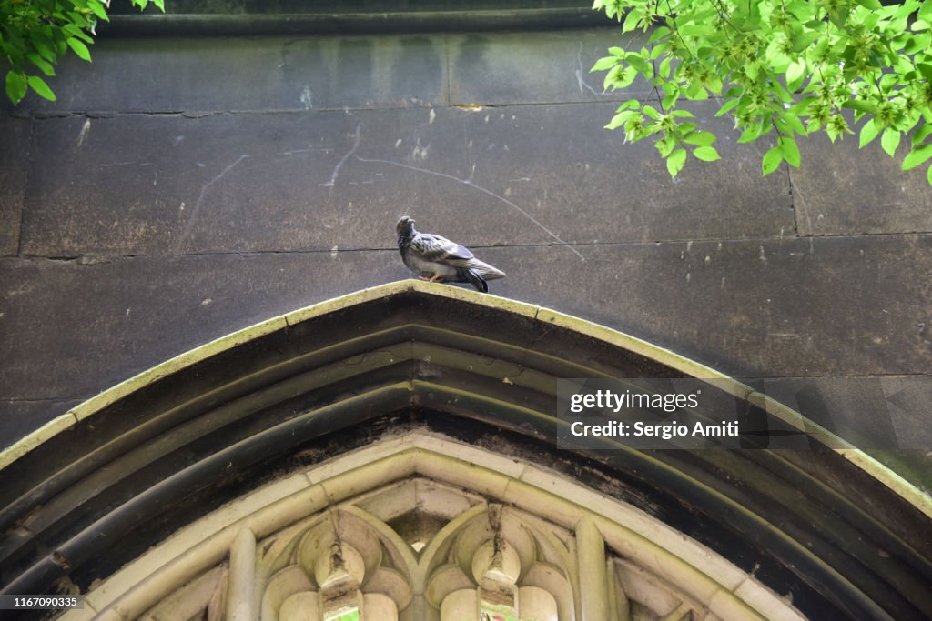 St Dunstan-in-the-East church arch and pigeon