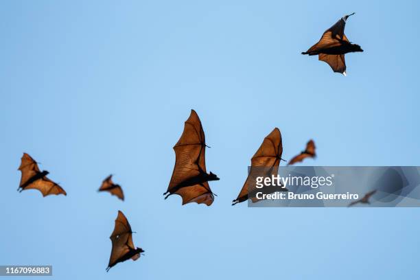 flying foxes flying in the sky - flores indonesia stock pictures, royalty-free photos & images