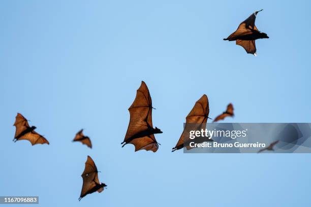 flying foxes flying in the sky - bat animal 個照片及圖片檔