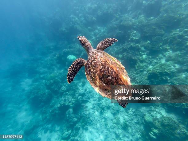 sea turtle swimming underwater - schildkröte stock-fotos und bilder