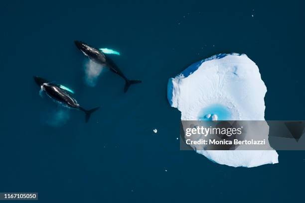 aerial view of whales swimming among icebergs - arctic images stock-fotos und bilder