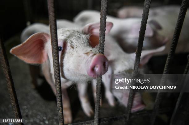 This picture taken on September 3, 2019 shows a pig in a private farm in the village of Bezmer, southeastern Bulgaria. - When Vanya Dimitrova...