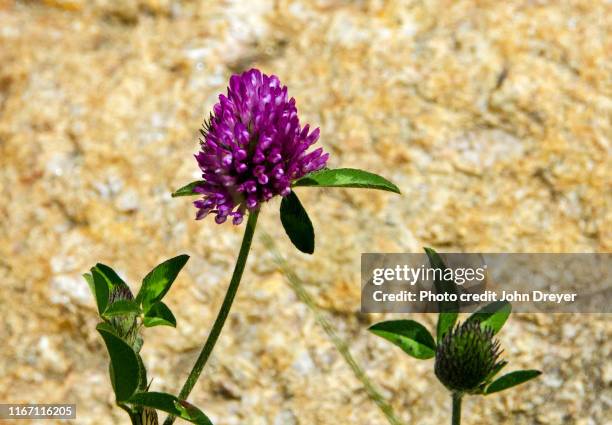 red clover against rock - clover sprouts stock pictures, royalty-free photos & images