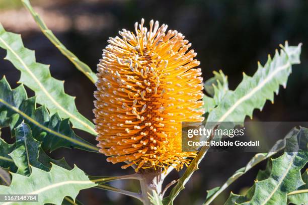 banksia flower, western australia, australia - banksia ストックフォトと画像