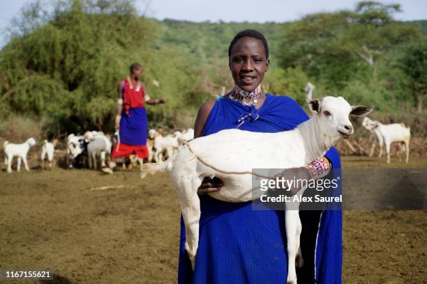 young maasai woman in the center of the manyatta (maasai village), kajiado area, south kenya - black goat stock pictures, royalty-free photos & images