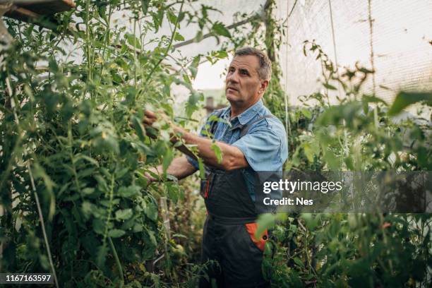 portrait of tomato grower in polytunnel - tomato farmer stock pictures, royalty-free photos & images