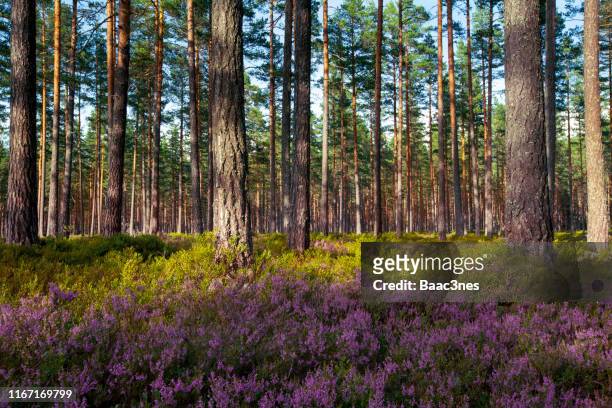 pine foest in norway - forest background stock pictures, royalty-free photos & images