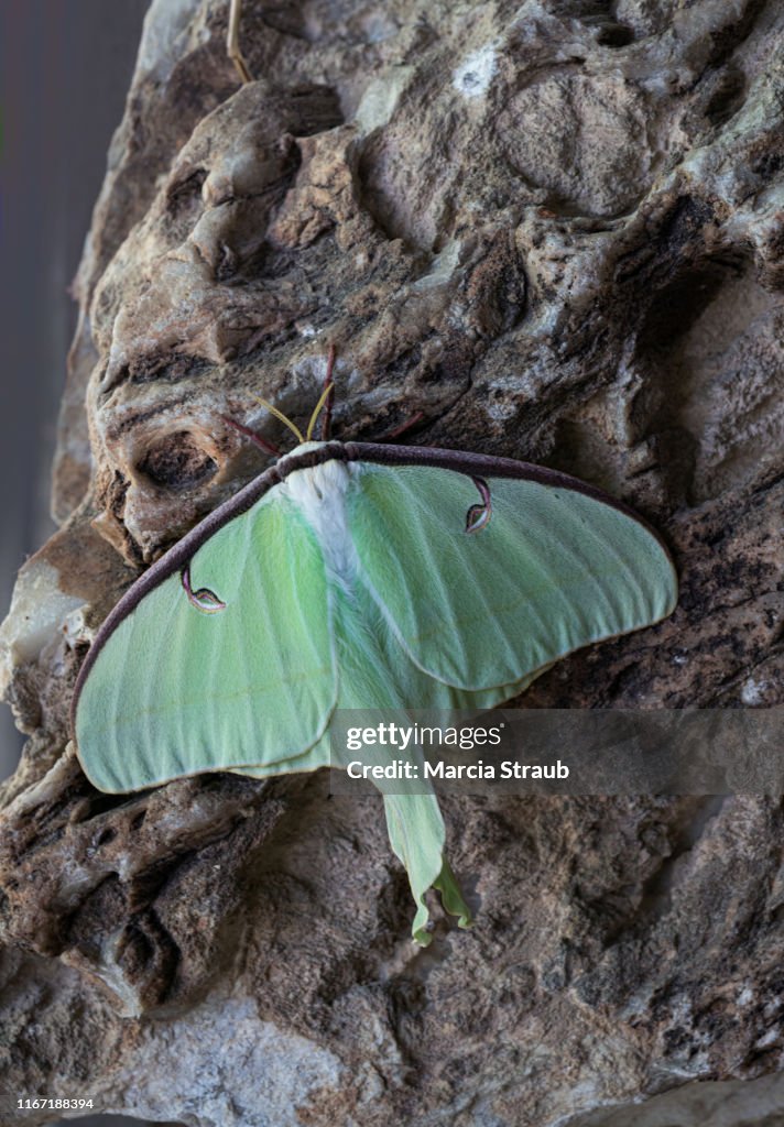 Luna Moth, Actias luna, on Rocks with Wings Spread