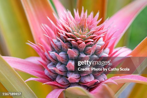 Pink Pinon Pink Pineapple High-Res Stock Photo - Getty Images