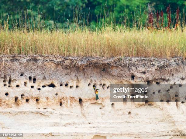 burrows of bee-eaters in a sandy cliff - abejaruco común fotografías e imágenes de stock