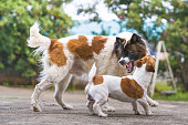 Agressive dog Jack Russell Terrier dog playing with Bangkaew dog in garden in house