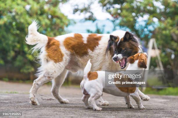 agressive dog jack russell terrier dog playing with bangkaew dog in garden in house - dog fighting stock pictures, royalty-free photos & images